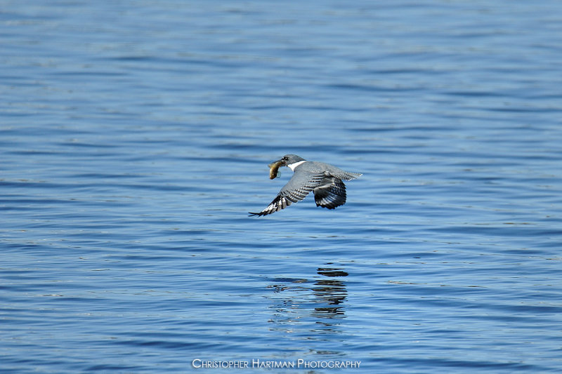 Belted Kingfisher