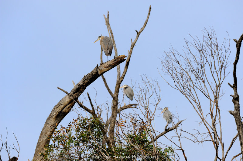 Great Blue Herons