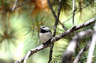 Mountain Chickadee