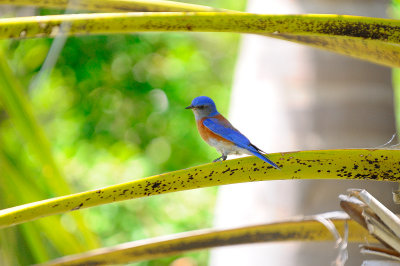 Western Blue Bird