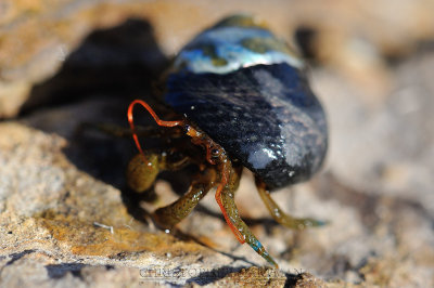 Hermit Crab