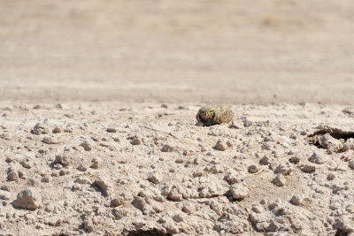 Burrowing Owl