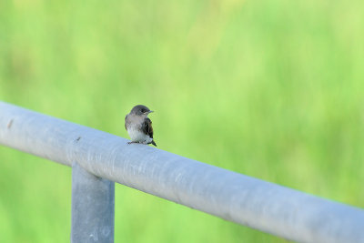 Northern Rough Wing Swallow