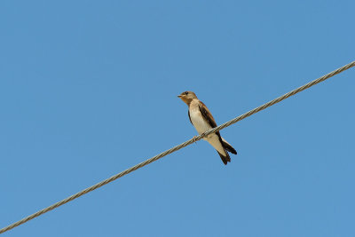 Northern Rough Wing Swallow