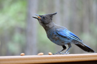 Steller's Jay