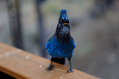 Stellers Jay