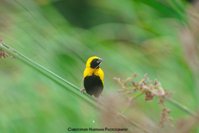 Yellow Crowned  Bishop