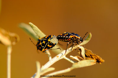 Harlequin Beetle 