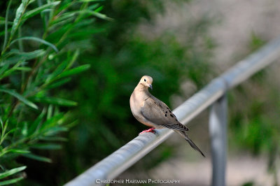 Mourning Dove