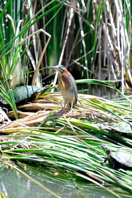 Green Heron surrounded by turtles