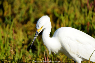 Snow Egret
