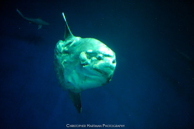 California Sunfish