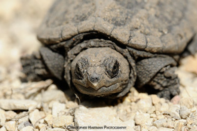 Snapping Turtle