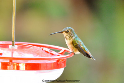 Anna's Hummingbird