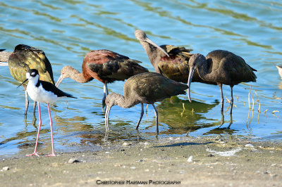 White Face  & Glossy Ibis