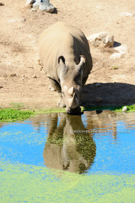 White Rhino