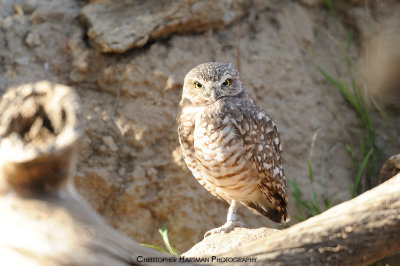 Burrowing Owl