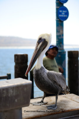 Pelican