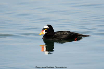 Surf Scoter