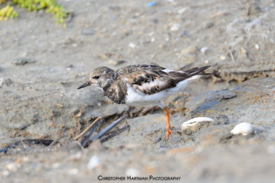 Ruddy Turnstone