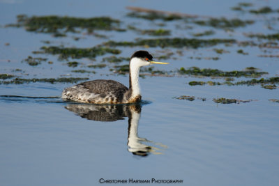 Western Grebe