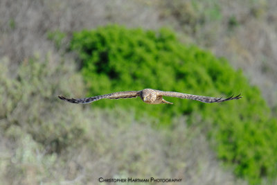 Harrier