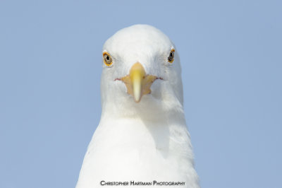 Herring Gull