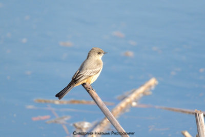 Say's Phoebe