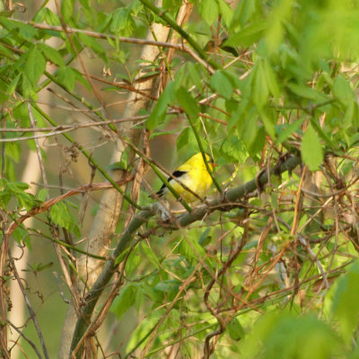 Goldfinch hidden in the tree.jpg