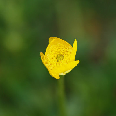 The floating buttercup