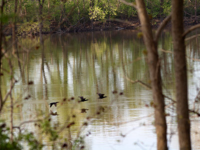 Cormorants over the river