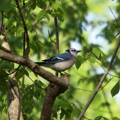 The bluejay