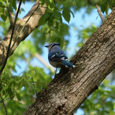Another view of the bluejay