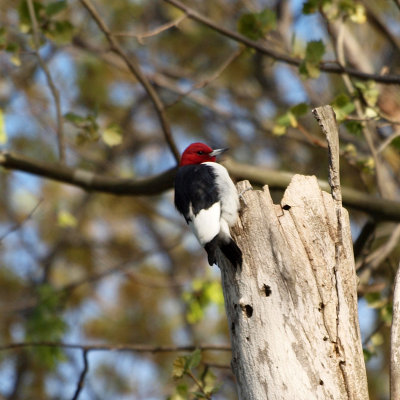 The red-headed woodpecker