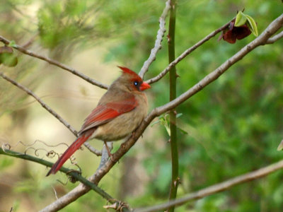 The female northern cardinal