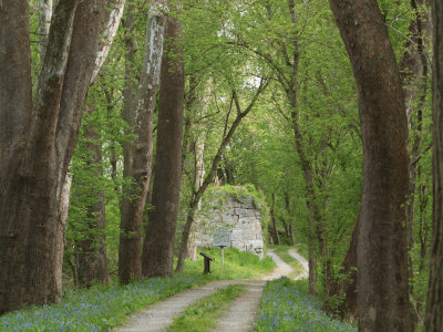 Trail lined with Bluebells.jpg