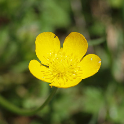 The buttercup
