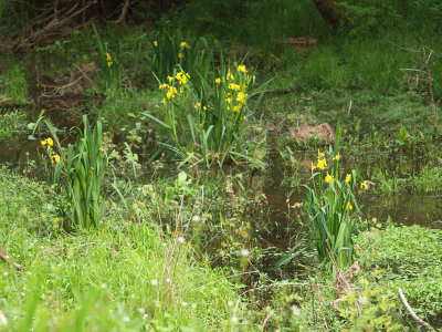 Day lillies on the canal bed