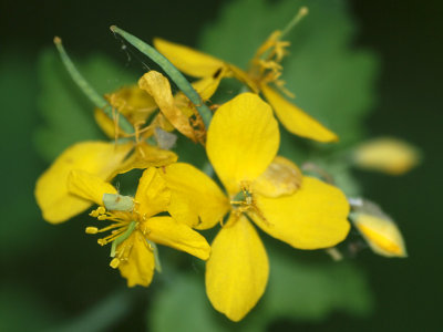 More yellow flowers