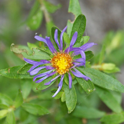 Unidentified flower