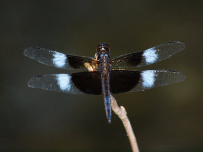 The dragonfly