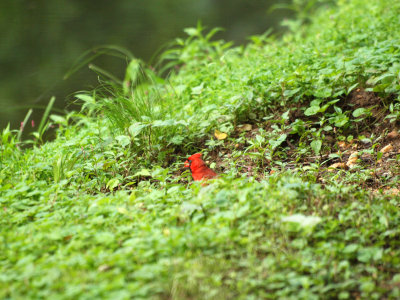 On the side of the trail