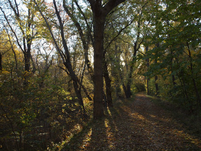 Sunlight filters through the leaves