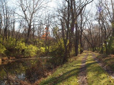 Sunlight hits the green underbrush