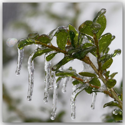Icicles
