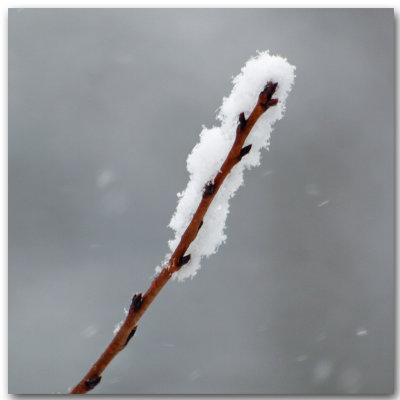 Crystals of snow