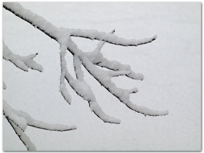 Antlers