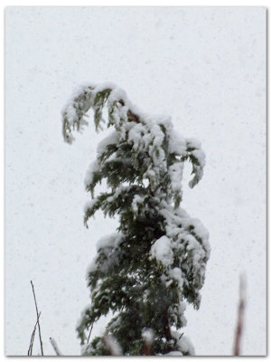 The weight of the snow