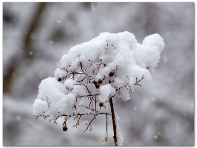 Its snowing