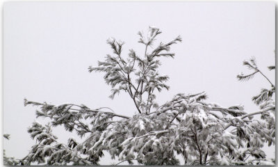 Top of the tree
